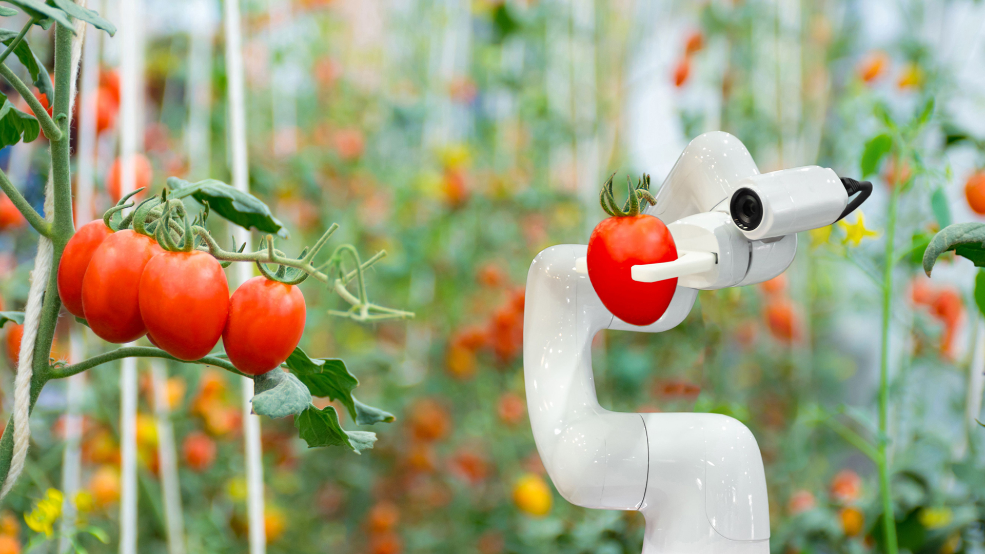 Ernteroboter pflückt eine Tomate